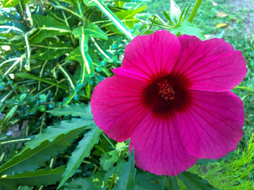 Kenaf Seeds – Hibiscus