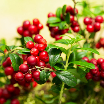 Lingonberry Seeds – Hardy Perennial