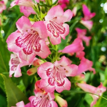 Pink Penstemon Seeds – Hardy Perennial Blooms
