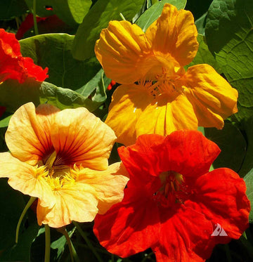 Nasturtium Seeds – Mixed Colors