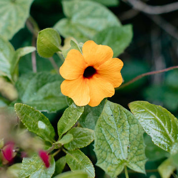 Black-Eyed Susan Vine Seeds – Thunbergia Alata
