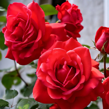 Rose Seeds – Red