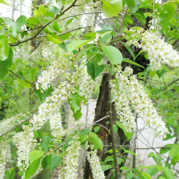Black Cherry Seeds – Perennial Blooms