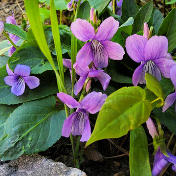 Prairie Violet Seeds – Hardy Perennial, Purple Blooms