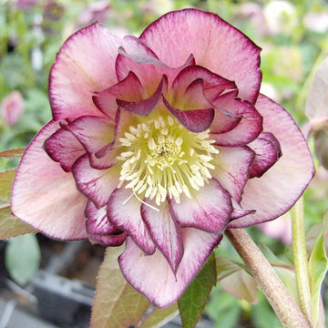 Lenten Rose Seeds – Perennial Shade Tolerant