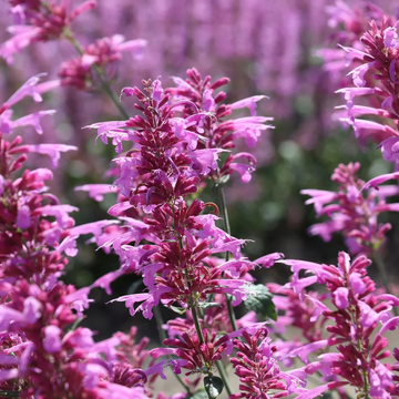 Agastache Seeds – Heather Queen