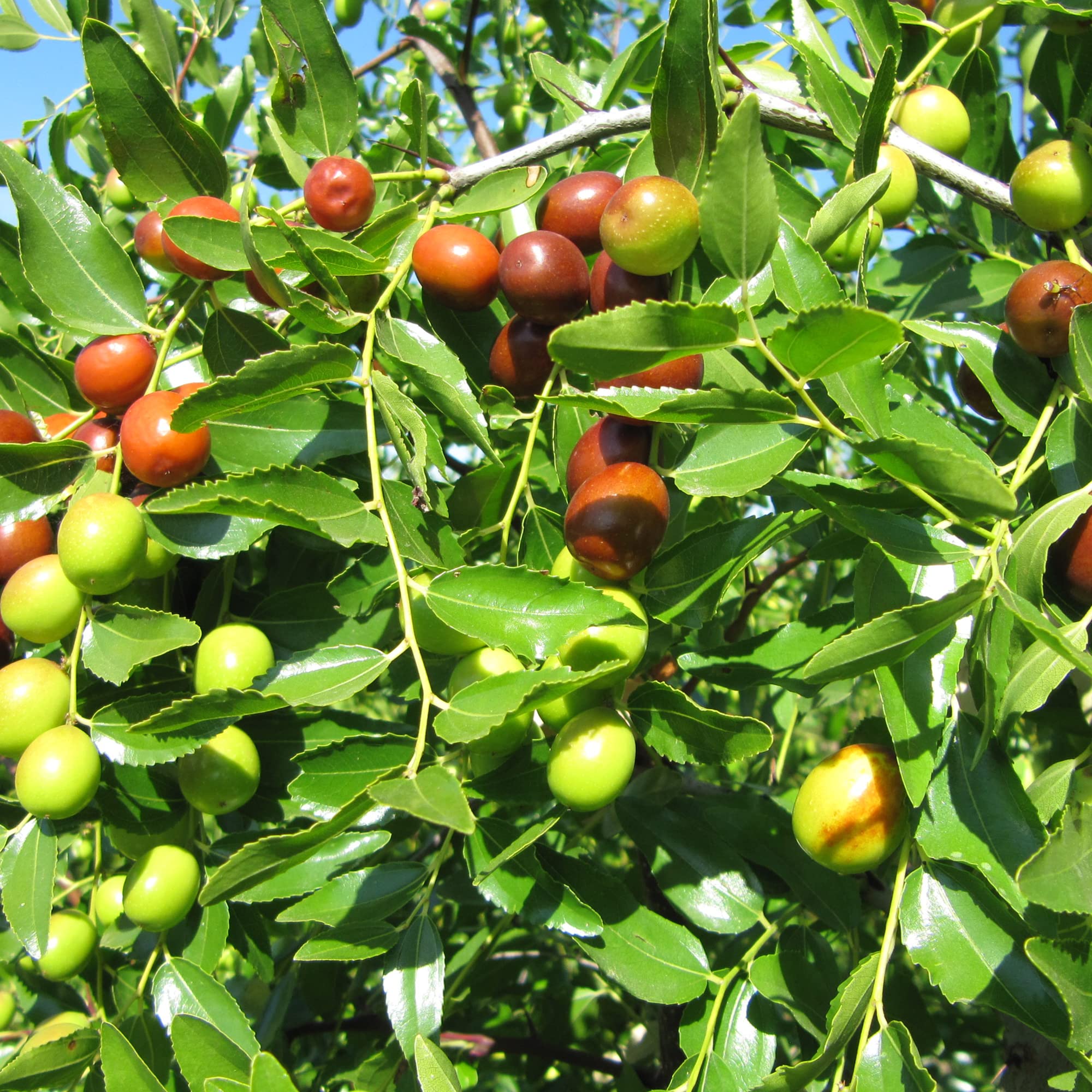 Jujube Seeds