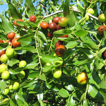 Jujube Seeds