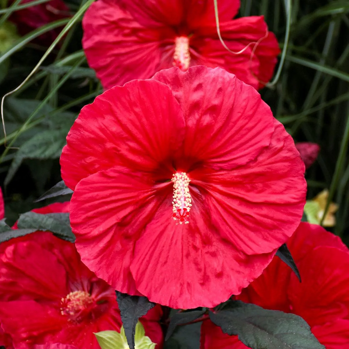 Hibiscus Seeds – Dinner Plate