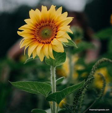 Sunflower Seeds – Dwarf Sunspot