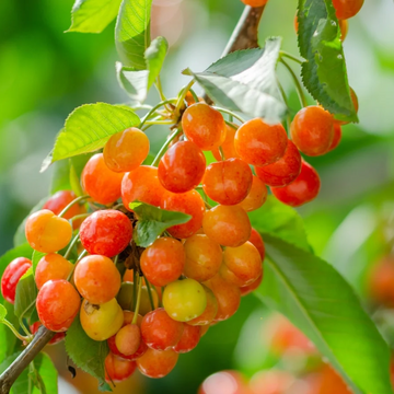 Cherry Seeds – Rainier