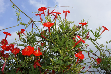 Cardinal Climber Seeds – Red Morning Glory Vine
