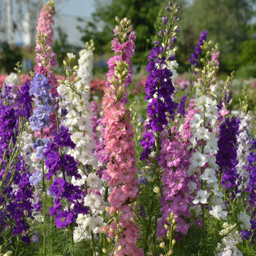 Delphinium Seeds – Tall Blooming