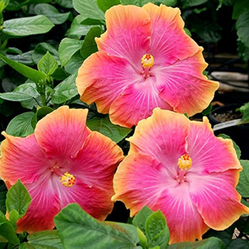 Hibiscus Seeds – Pink Orange