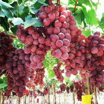 Red Globe Grape Fruit Seeds – Large Cluster