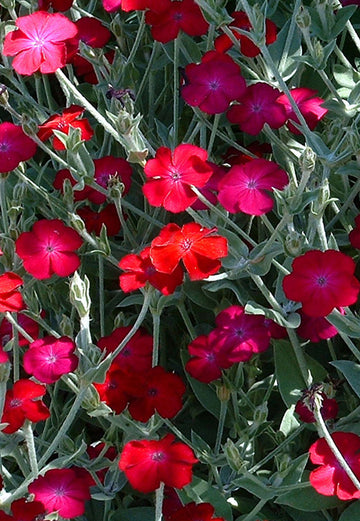 Rose Campion Seeds