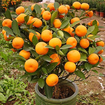 Orange Tree Seeds