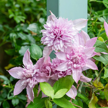 Clematis Seeds – Double White Pink