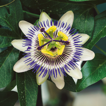 Passion Seeds – Flowering Vine