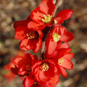 Chaenomeles Speciosa Seeds –  Quince