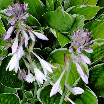 Hosta Seeds – Sieboldiana ‘Elegans’
