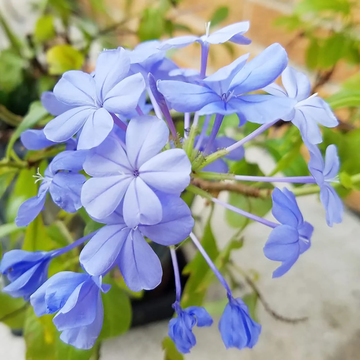 Plumbago Seeds – Blue