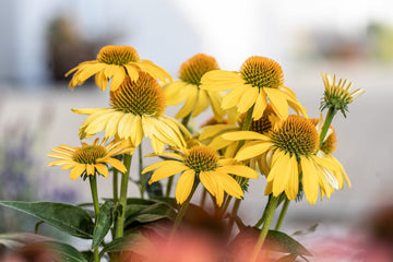Echinacea Seeds – Meteor Yellow
