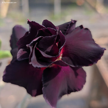 Desert Rose Seeds - Rare Purple Black Variety