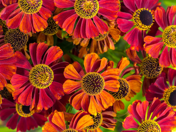 Helenium Seeds – Autumn Leaves