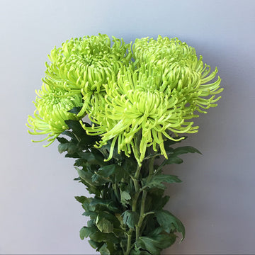 Chrysanthemum Seeds – Green Spider