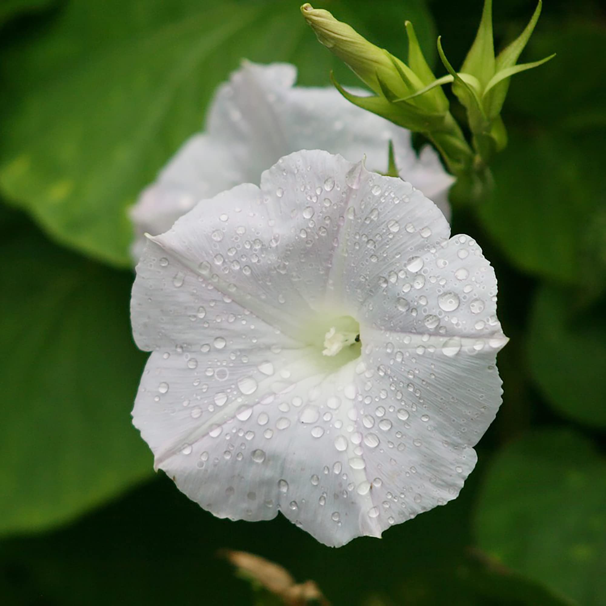 Morning Glory Seeds - White