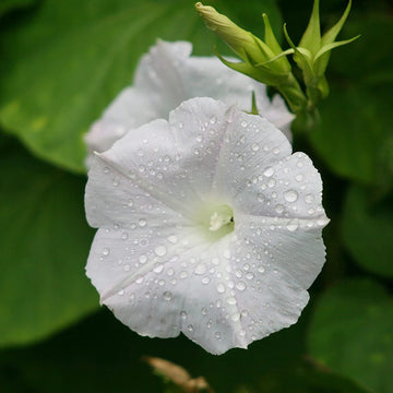 Morning Glory Seeds - White