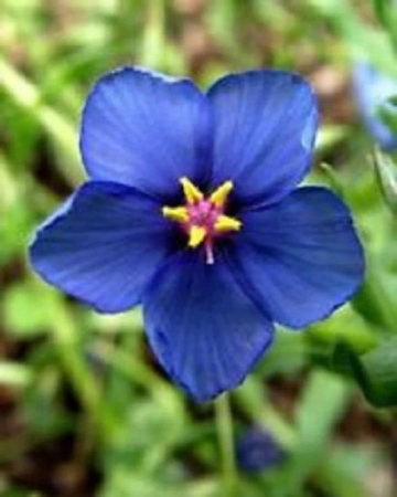 Pimpernel Seeds – Blue