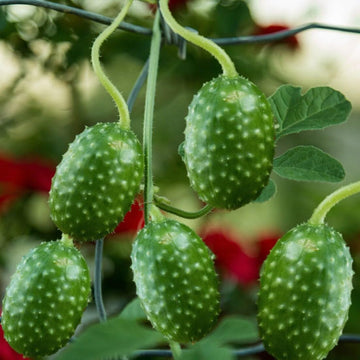 Cucumber Seeds - Maroon