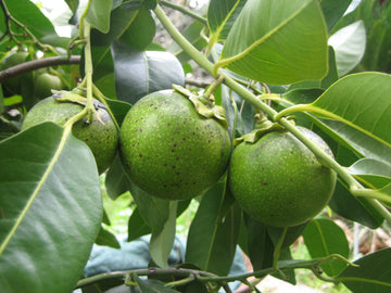 Black Sapote Seeds – Unique