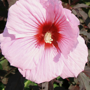 Hibiscus Seeds – Pink Dinner Plate