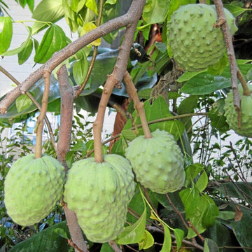 Atemoya Seeds