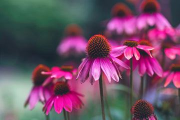 Cone Seeds – 'Baby Swan Pink'