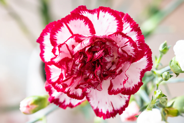 Carnation Seeds – Avranchin Red & White