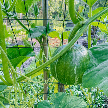 Pumpkin Seeds – Japanese Green