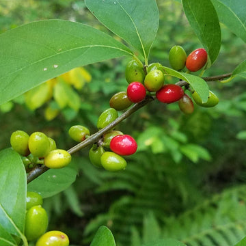 Spicebush Seeds