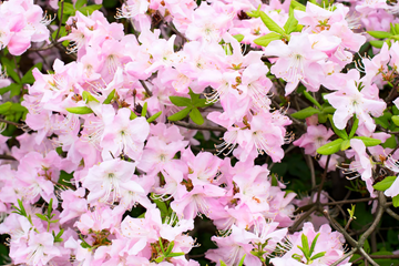 Azalea Seeds – Royal