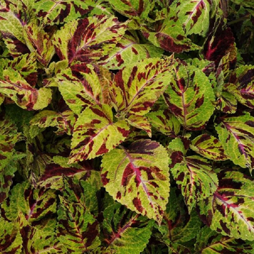Coleus Seeds – Wizard Mosaic