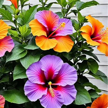 Hibiscus Seeds – Red Orange Purple