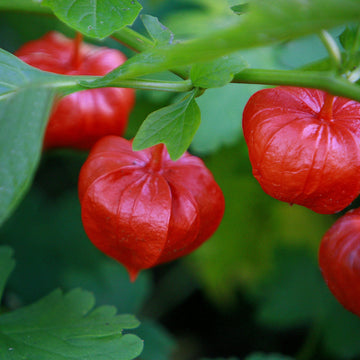 Lantern Seeds – Physalis Alkekengi