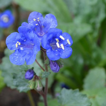 California Bluebell  Seeds - Heirloom, Hardy