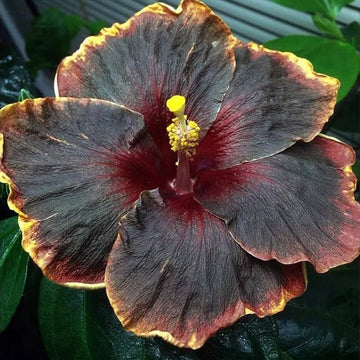 Hibiscus Seeds – Yellow & Black