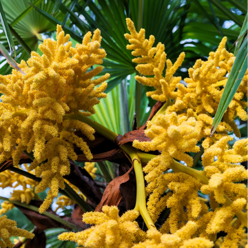Trachycarpus Fortunei Seeds – Windmill Palm