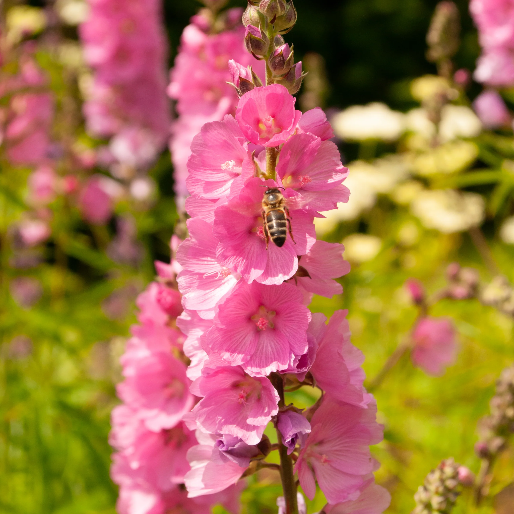Checkermallow Seeds – Pink