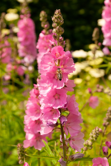 Checkermallow Seeds – Pink